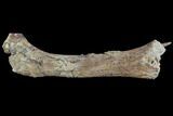 Hadrosaur Femur With Associate Crocodilian Tooth - Texas #88714-7